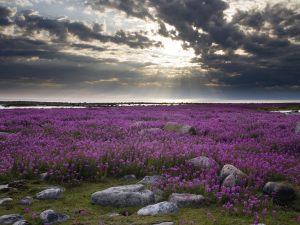 field-of-lavender-flowers-beautiful-pictures-20808172-1600-1200