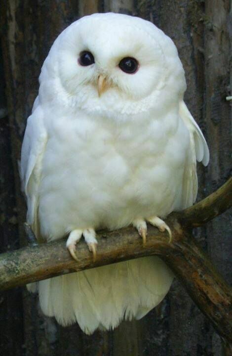 white owl